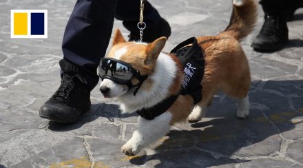 China's first Corgi police dog makes public |SCMP